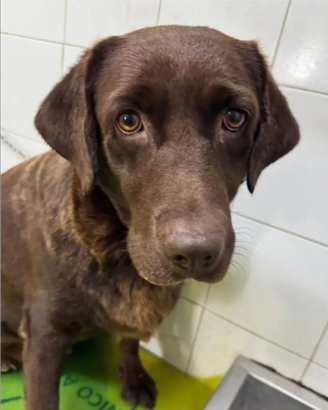 Amarena Labrador Chocolcerca adozione