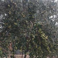 Tradizione di Villa Rosa (EN) - Selezione Multicul