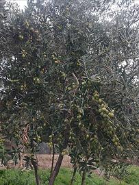 Tradizione di Villa Rosa (EN) - Selezione Multicul