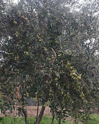 Tradizione di Villa Rosa (EN) - Selezione Multicul