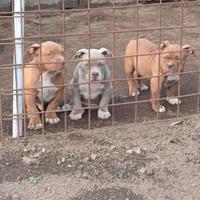 American bully