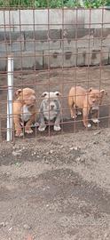 American bully