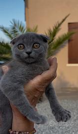 Scottish fold/straight