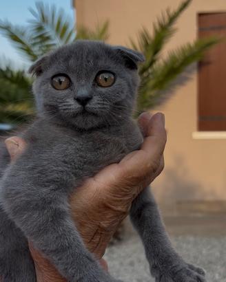 Scottish fold/straight
