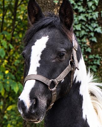 Puledro cavallo paint black