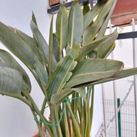 Sterlizia (uccello del paradiso)