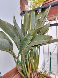 Sterlizia (uccello del paradiso)