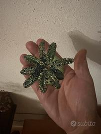 Piantina palma in rame fatta a mano