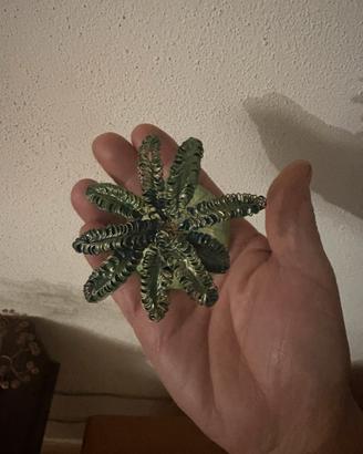 Piantina palma in rame fatta a mano