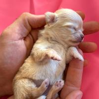 Cucciolo di chihuahua