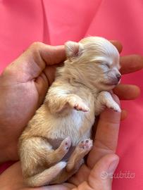 Cucciolo di chihuahua