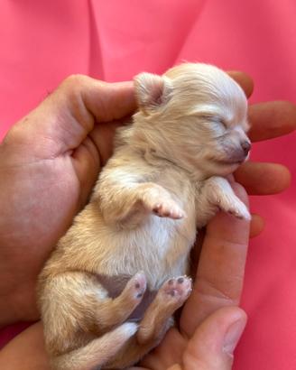 Cucciolo di chihuahua