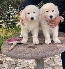 Cucciole pastore maremmano abruzzese