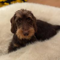 Bassotto Pelo Duro per monte