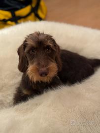 Bassotto Pelo Duro per monte