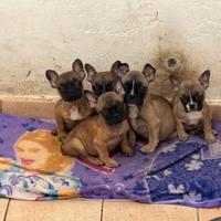 Bulldog francesi fulvi