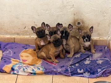 Bulldog francesi fulvi