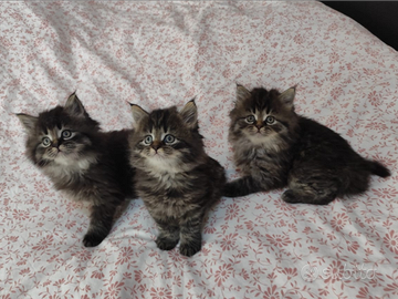 Gattine Scottish e Maine Coon