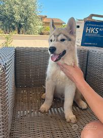 Cuccioli di Siberian Husky Kristari's