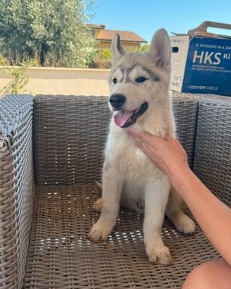 Cuccioli di Siberian Husky Kristari's