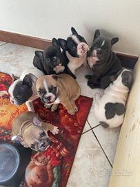Bulldog francese