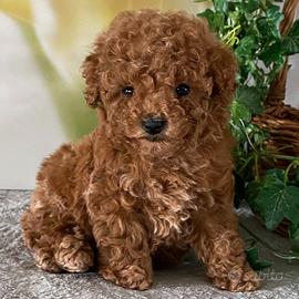 Cucciol di barboncini toy M e F