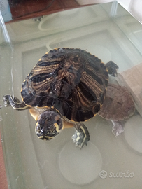 Tartarughe d'acqua