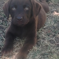 Cucciola di labrador pedigree enci