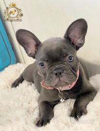Baby Principessina Bulldog Francese Total Blu