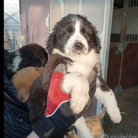 Cuccioli maschi di Border Collie