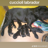 Labrador retriever