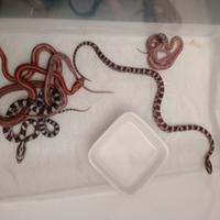 Serpenti varie morph