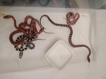 Serpenti varie morph