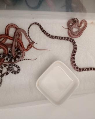 Serpenti varie morph