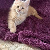 Cuccioli Maine coon