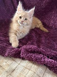 Cuccioli Maine coon