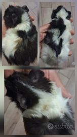 Cavie porcellini d'india