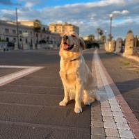 Golden retriever femmina