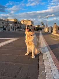 Golden retriever femmina