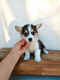 Welsh Corgi Pembroke pedigree ENCI