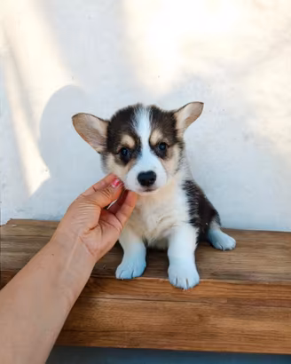 Welsh Corgi Pembroke pedigree ENCI