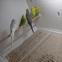 Cocorite e cocorite inglesi