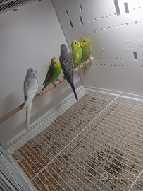 Cocorite e cocorite inglesi