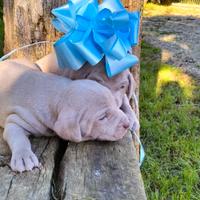 WEIMARANER cuccioli