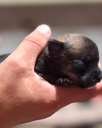 Chihuahua