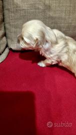 Maltese