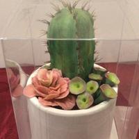 Piante grasse in porcellana fredda