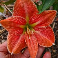 Bulbillo Hippeastrum Terra Cotta Star 