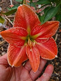 Bulbillo Hippeastrum Terra Cotta Star 