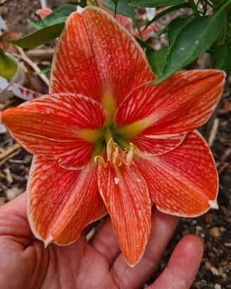Bulbillo Hippeastrum Terra Cotta Star 